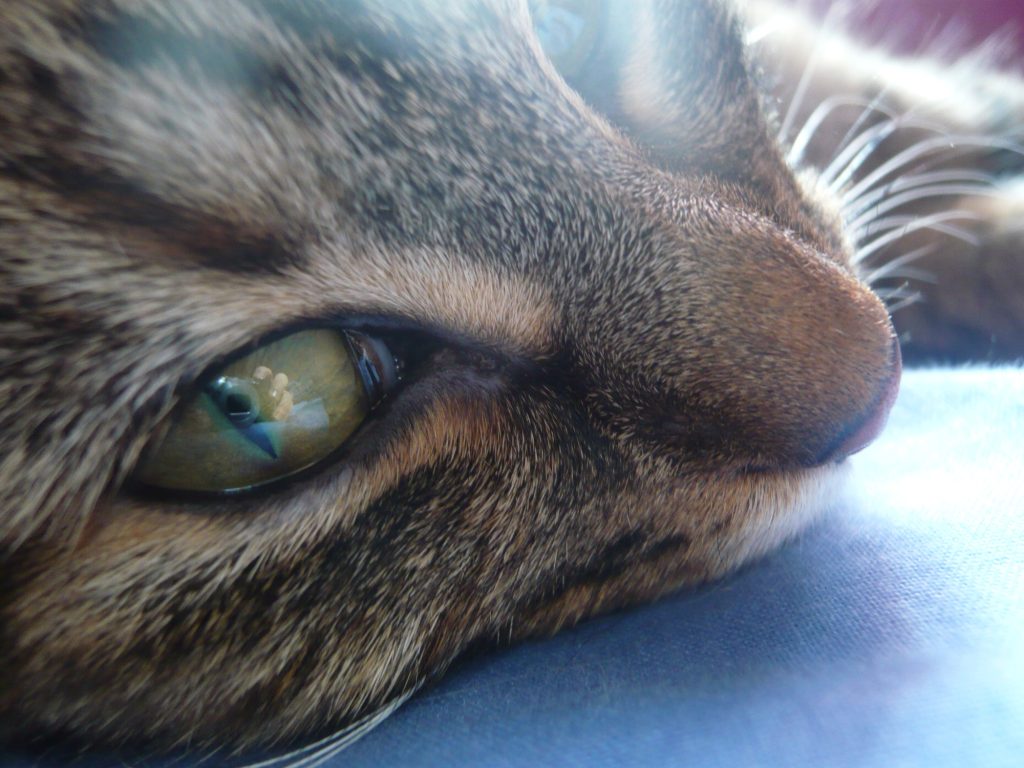 Polype nasopharyngé chez le chat
