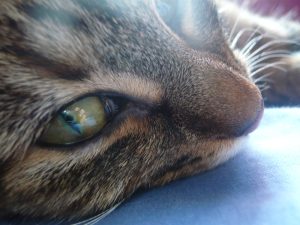 Polype nasopharyngé chez le chat
