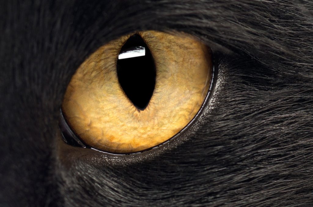 Cécité acquise chez le chat