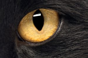 Cécité acquise chez le chat