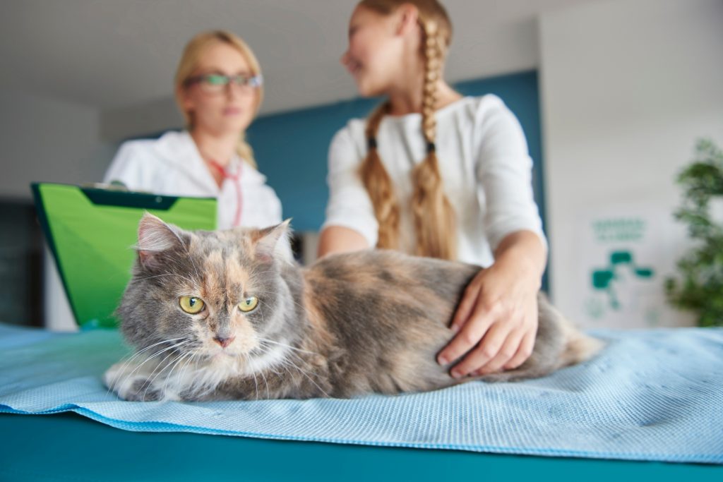 Glaucome chez le chat