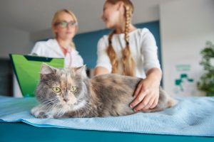 Glaucome chez le chat