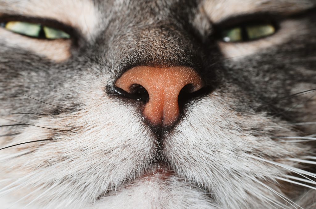 Rhinite chez le chat