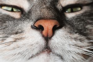 Rhinite chez le chat