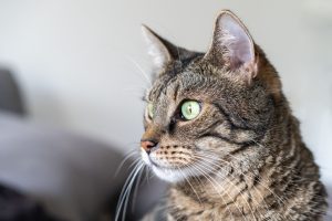 Hépatite chez le chat