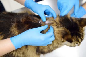 Dermatite pyotraumatique chez le chat