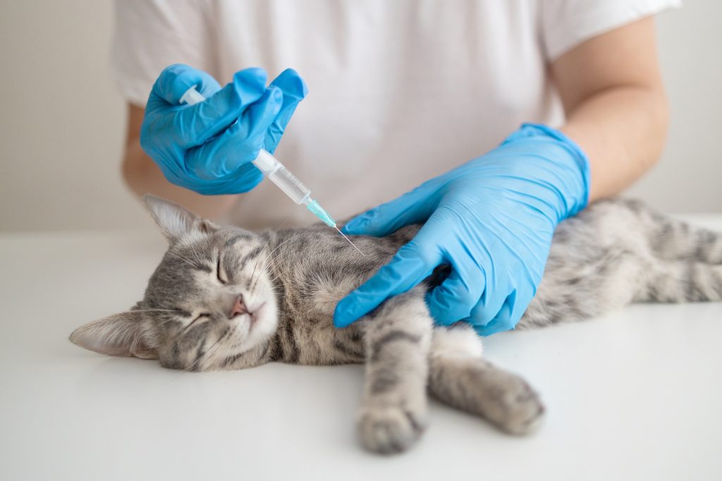 Epilepsie essentielle chez le chat