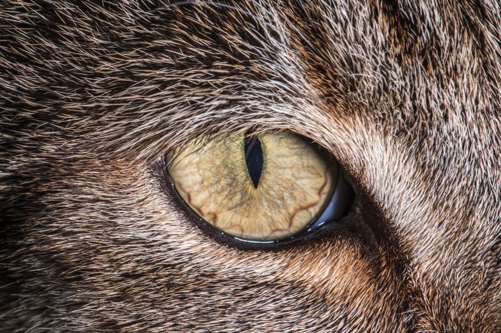 Dégénérescences héréditaires de la rétine chez le chat