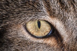 Dégénérescences héréditaires de la rétine chez le chat