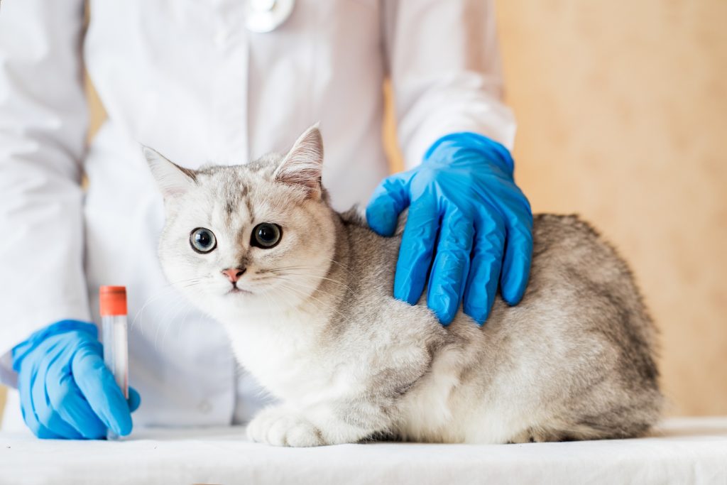 Cataracte chez le chat
