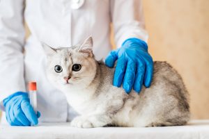 Cataracte chez le chat