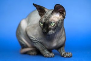 Pyodermite chez le chat