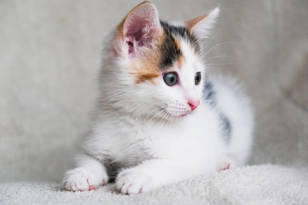 Kitten
