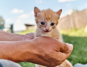 Diabète de type 1 chez le chat