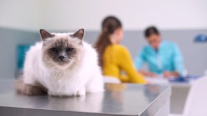 Asthme chez le chat