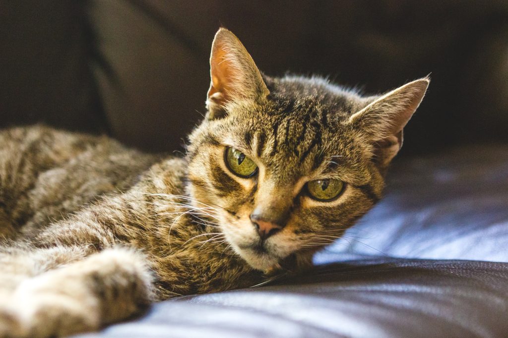 Hernie périnéale chez le chat