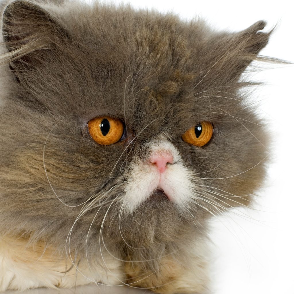 Syndrome brahycéphale chez le chat