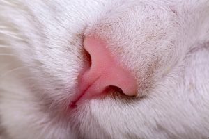 Anosmie chez le chat