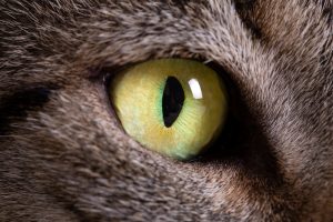 Microphtalmie chez le chat