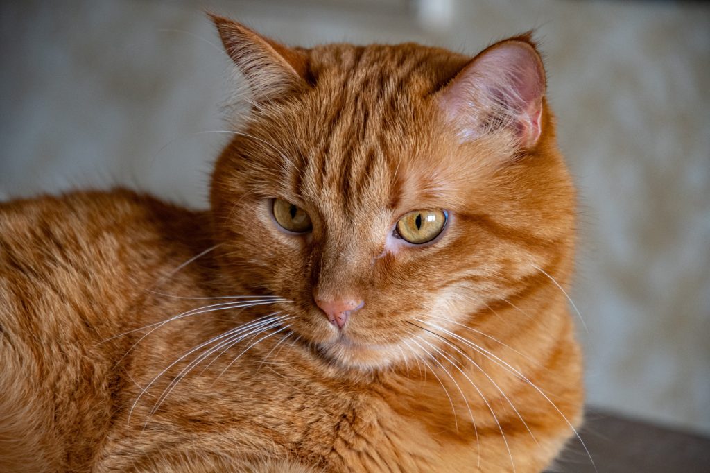 Syndrôme vestibulaire chez le chat