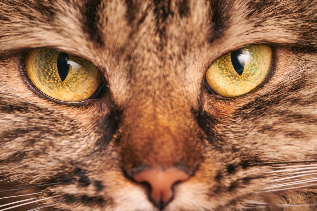 Portrait of tabby cat with green-yellow big eyes, pink nose, Highland Scottish Fold cat face macro