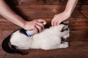 Dermatite par allergie aux piqûres de puces chez le chat