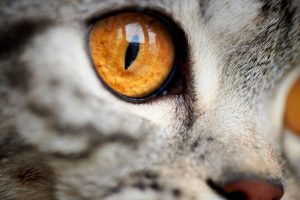 Séquestre cornéen chez le chat