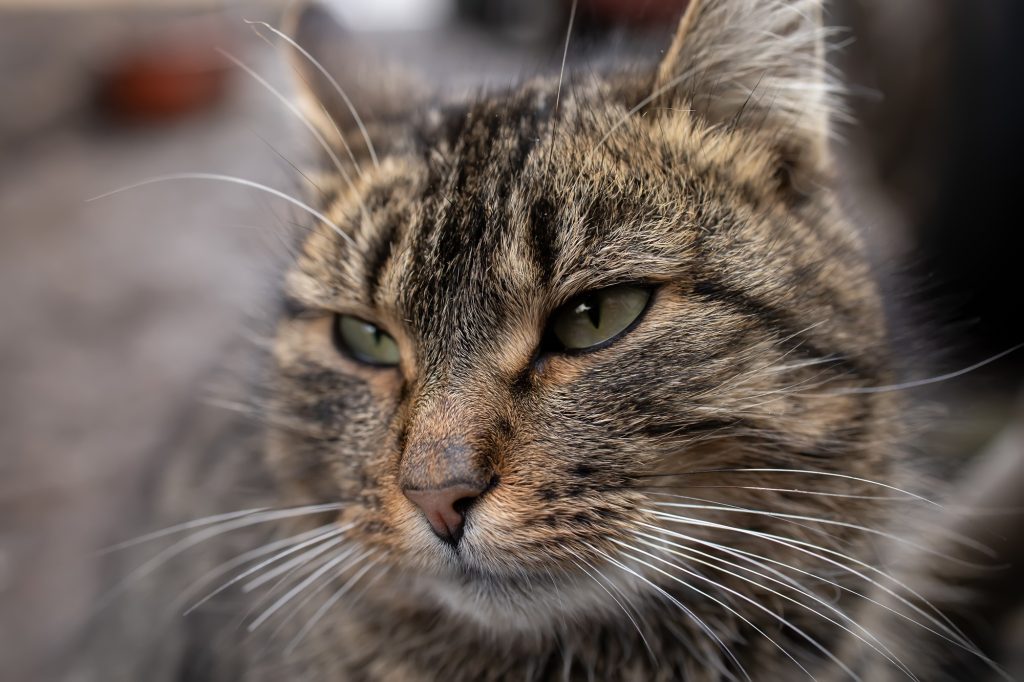 the head of a gray domestic cat close-up