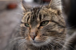the head of a gray domestic cat close-up