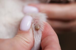 Tiques chez le chat