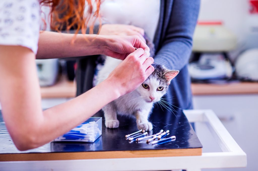 Impétigo chez le chat