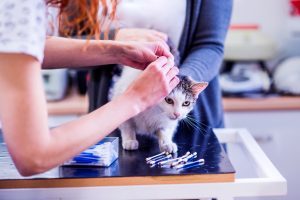 Impétigo chez le chat