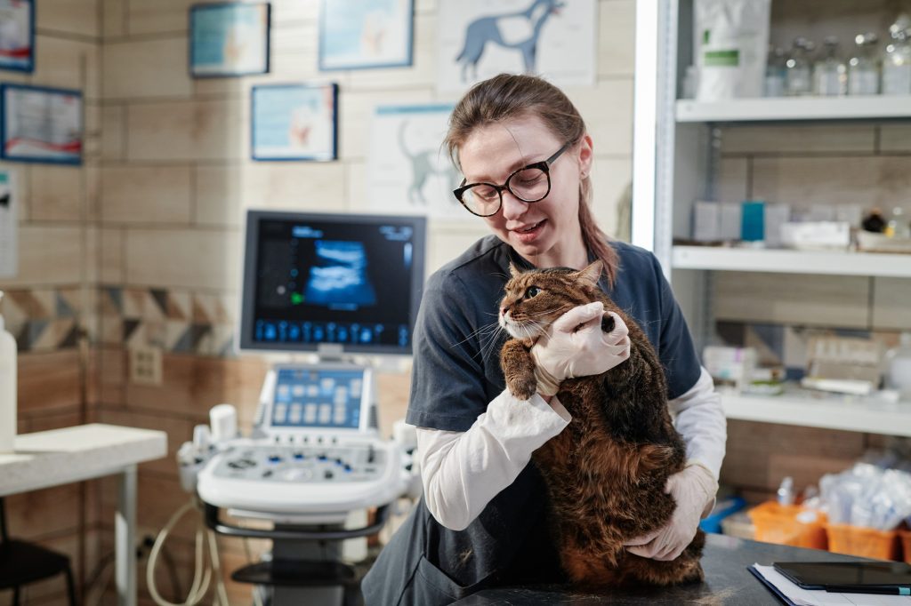 Ulcère de l'estomac chez le chat