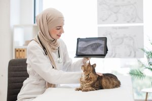 Fibrose pulmonaire chez le chat