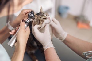 Otite moyenne chez le chat