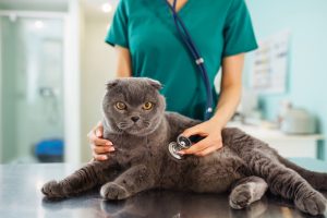 Insuffisance hépatique chronique chez le chat