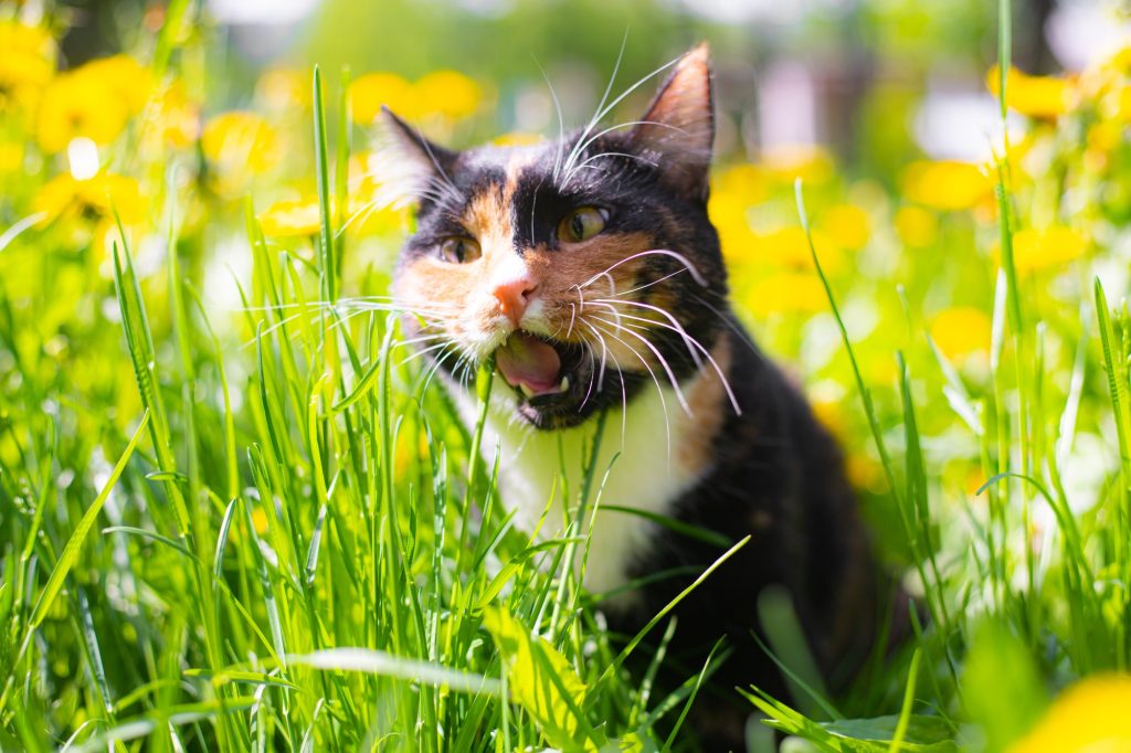 Coprophagie chez le chat