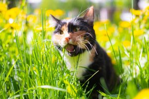 Coprophagie chez le chat