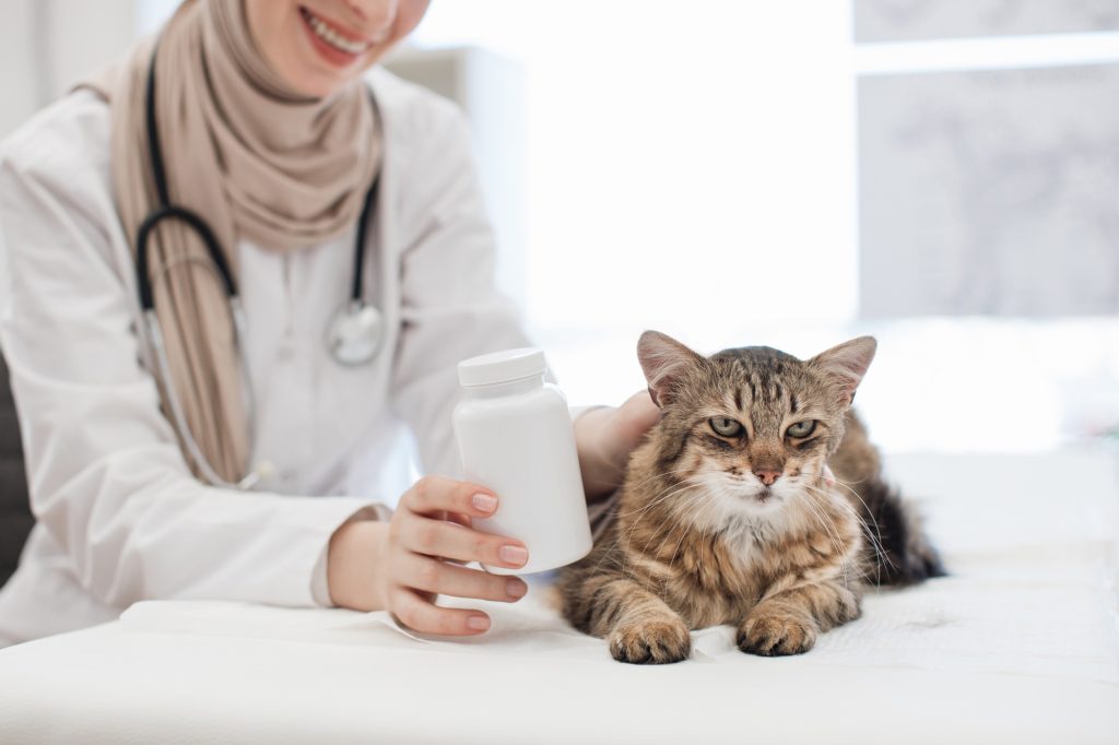 Intoxication à l'imodium chez le chat