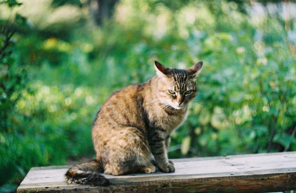 Intoxication au glyphosate chez le chat