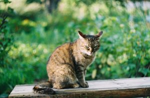 Intoxication au glyphosate chez le chat