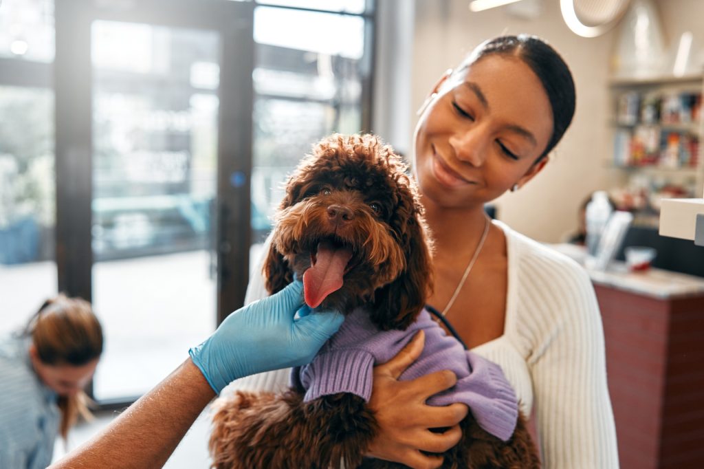Animals for examination and treatment in the veterinary clinic