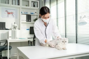 Métrite chez le chat