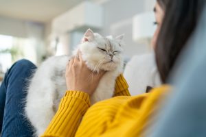 Asian woman holding and play with little cat with happiness at home.