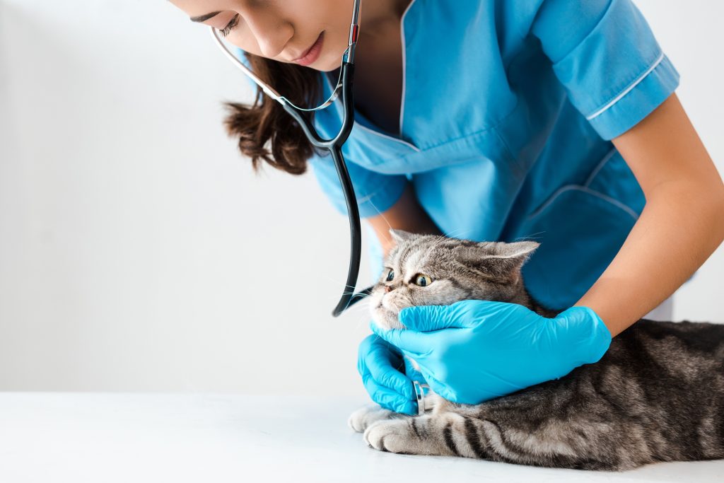 Hyperparathyroïdie chez le chat