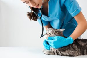 Hyperparathyroïdie chez le chat