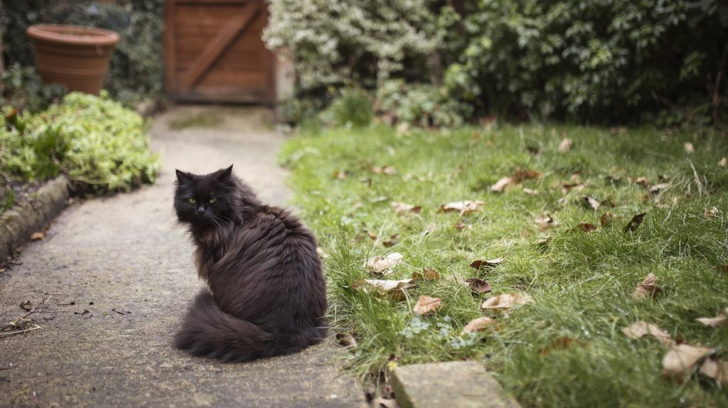 Intoxication à l'arsenic chez le chat