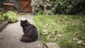 Intoxication à l'arsenic chez le chat