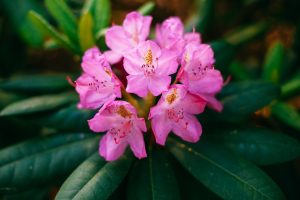 Intoxication au rhododendron chez le chat