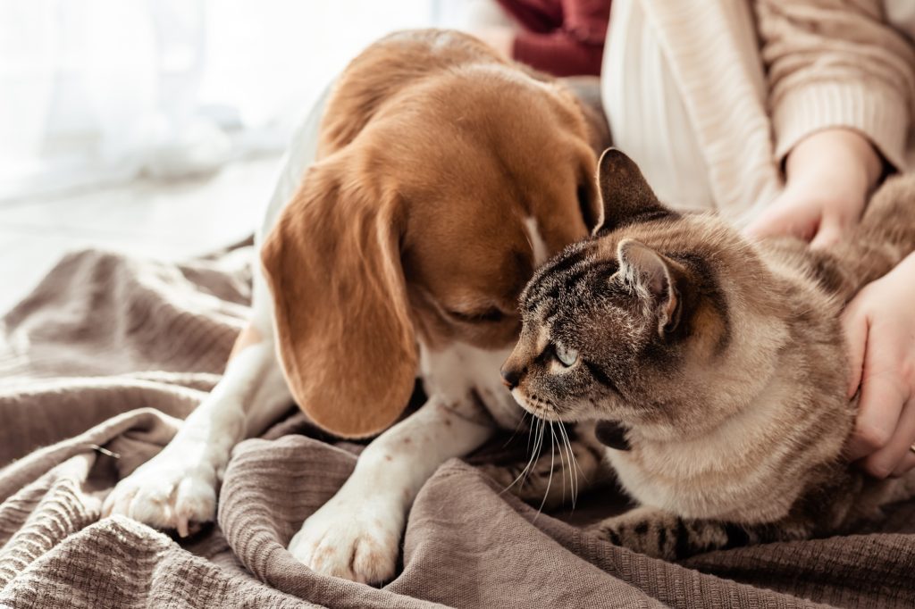 Cat and dog friendship. Beagle dog lying next to his cat friend on cozy blanket at home
